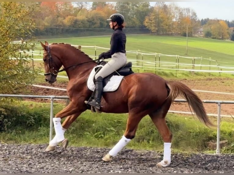 Koń oldenburski Wałach 6 lat 174 cm Kasztanowata in Sch&#xF6;mberg