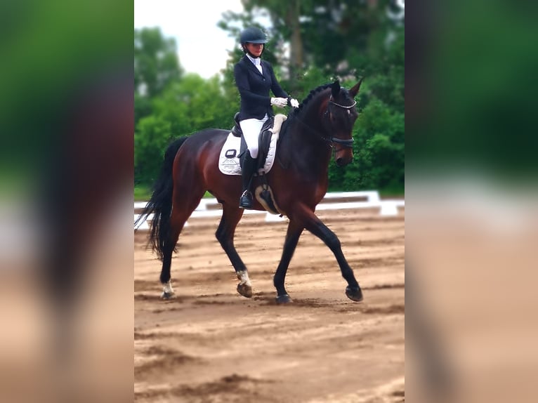 Koń oldenburski Wałach 6 lat 175 cm Ciemnogniada in Selbitz