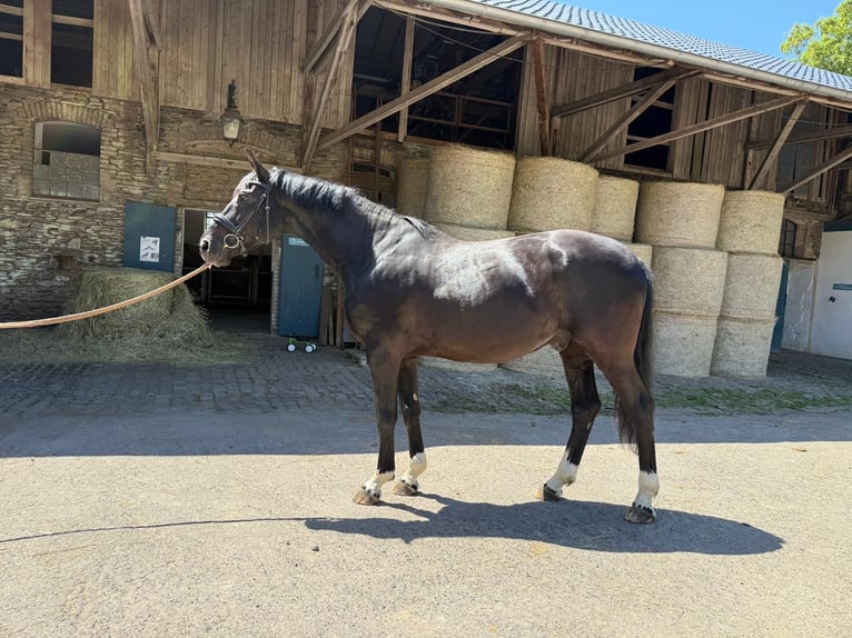 Koń oldenburski Wałach 6 lat 175 cm Kara in Neuwied
