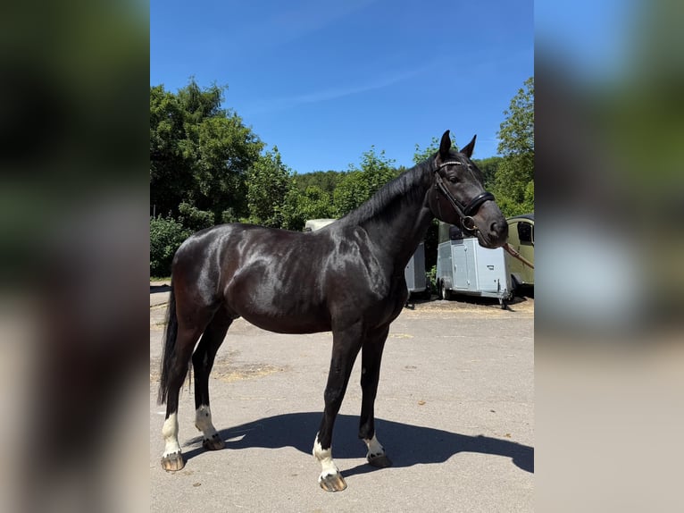 Koń oldenburski Wałach 6 lat 175 cm Kara in Neuwied
