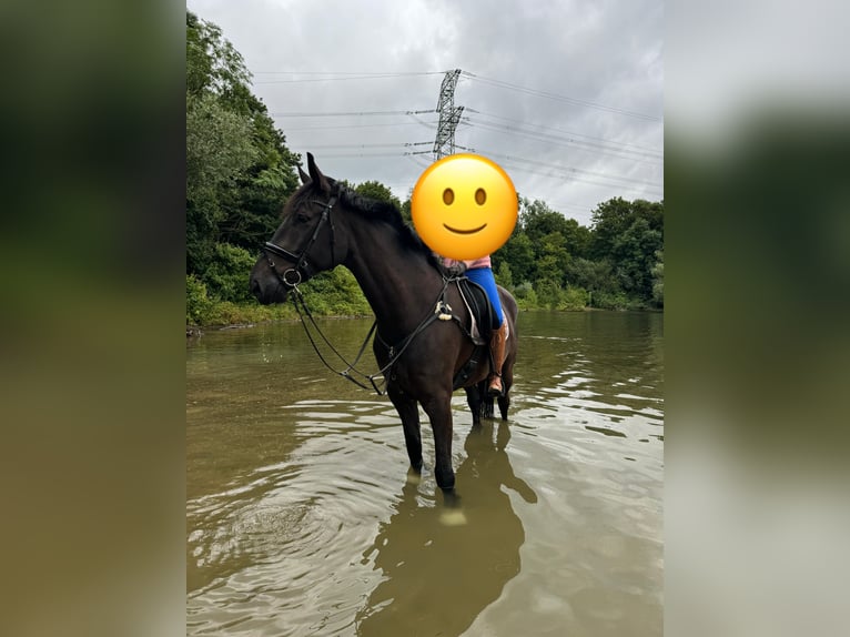 Koń oldenburski Wałach 6 lat 176 cm Skarogniada in Düsseldorf