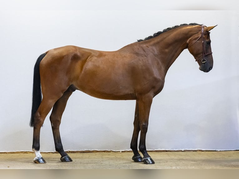 Koń oldenburski Wałach 6 lat 177 cm Gniada in Waddinxveen