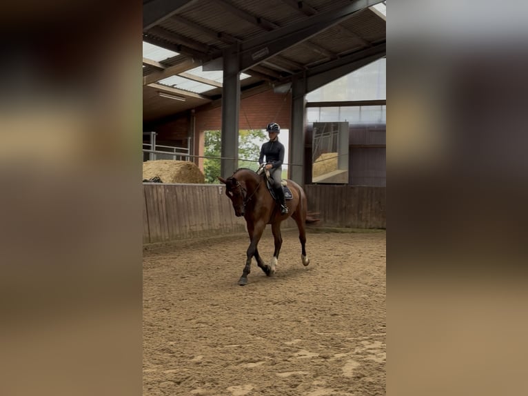 Koń oldenburski Wałach 6 lat 178 cm Gniada in Friesoythe