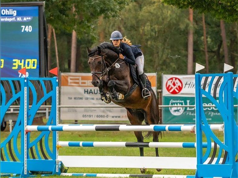 Koń oldenburski Wałach 7 lat 164 cm Ciemnogniada in Verden (Aller)