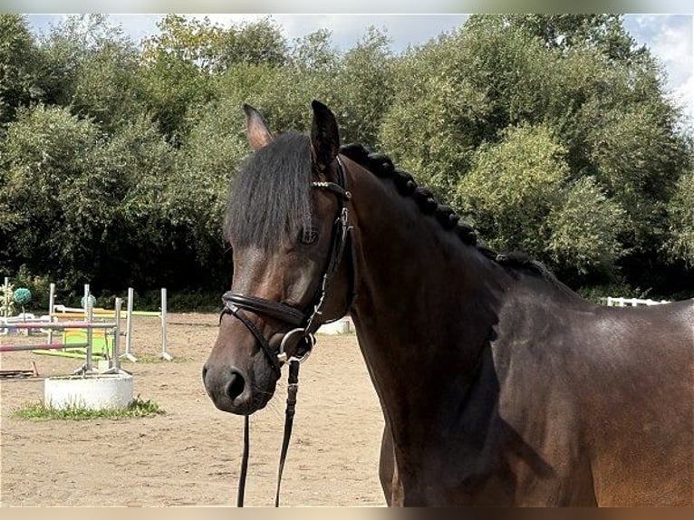 Koń oldenburski Wałach 7 lat 164 cm Ciemnogniada in Verden (Aller)