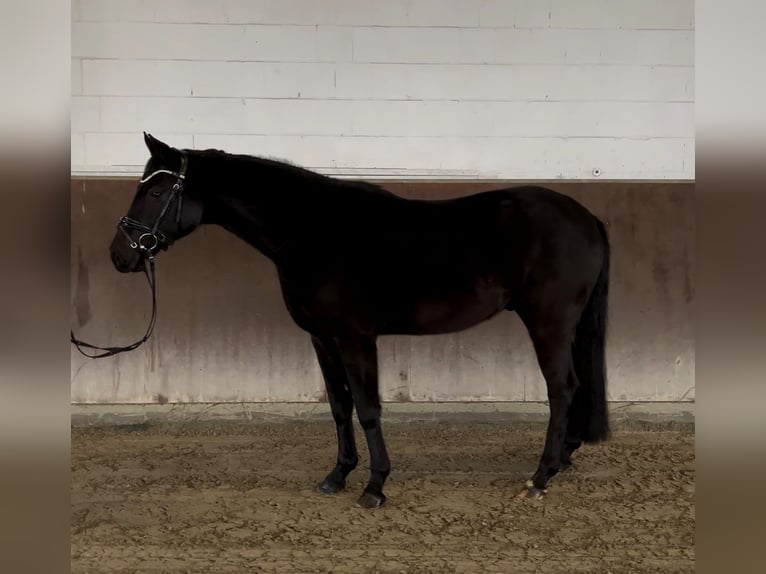 Koń oldenburski Wałach 7 lat 164 cm Kara in Hörstel