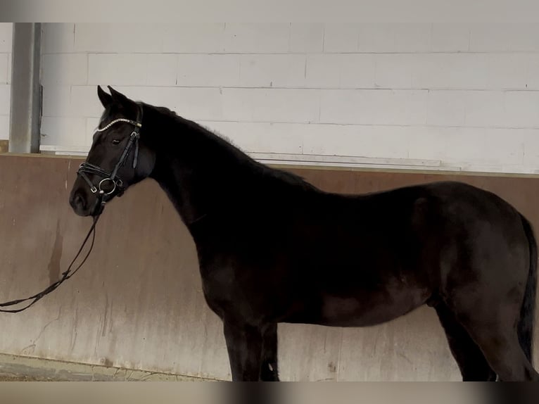 Koń oldenburski Wałach 7 lat 164 cm Kara in Hörstel