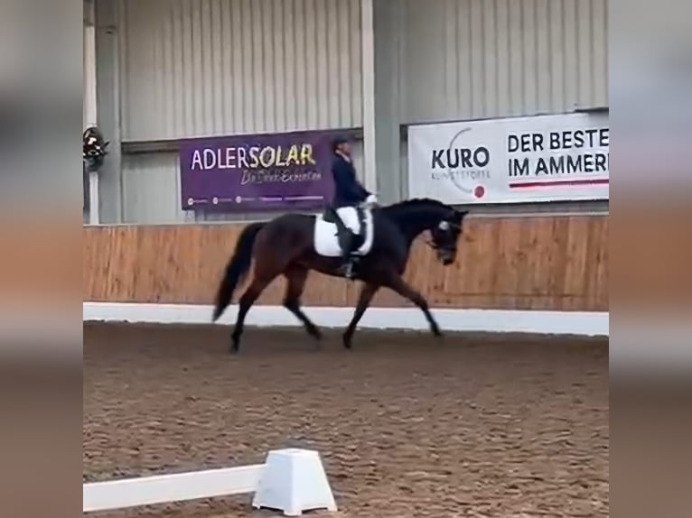 Koń oldenburski Wałach 7 lat 166 cm Ciemnogniada in Wilhelmshaven