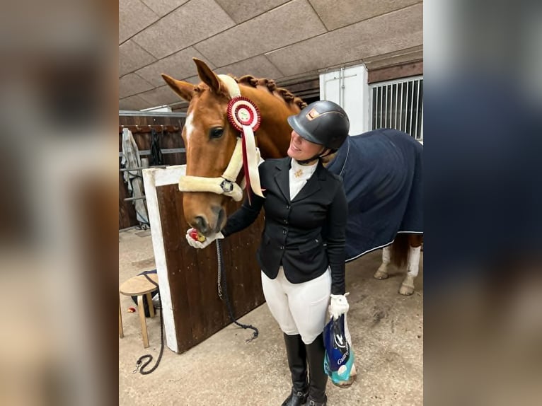 Koń oldenburski Wałach 7 lat 168 cm Bułana in viby j