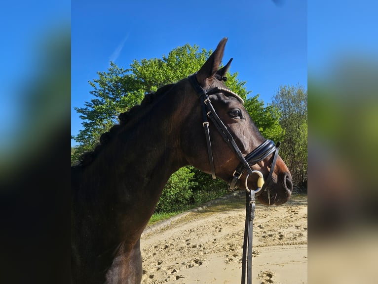 Koń oldenburski Wałach 7 lat 168 cm Gniada in Sprockhövel