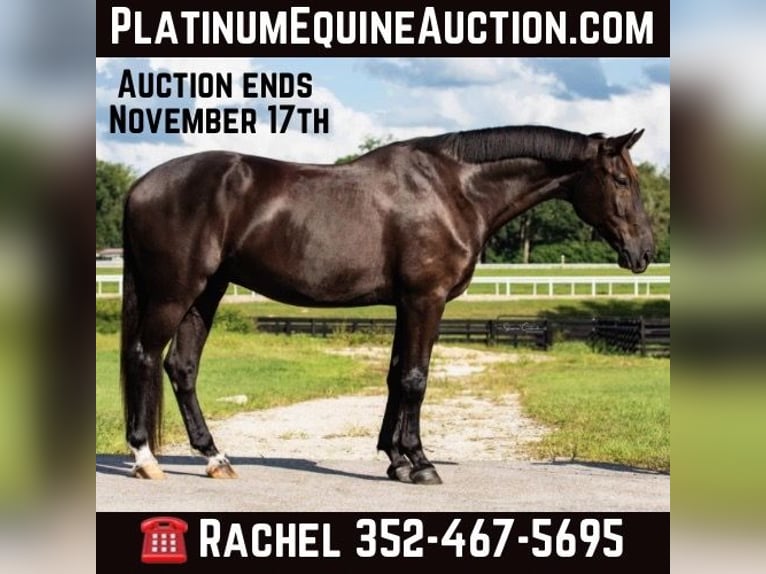 Koń oldenburski Wałach 7 lat 168 cm Kara in Ocala FL