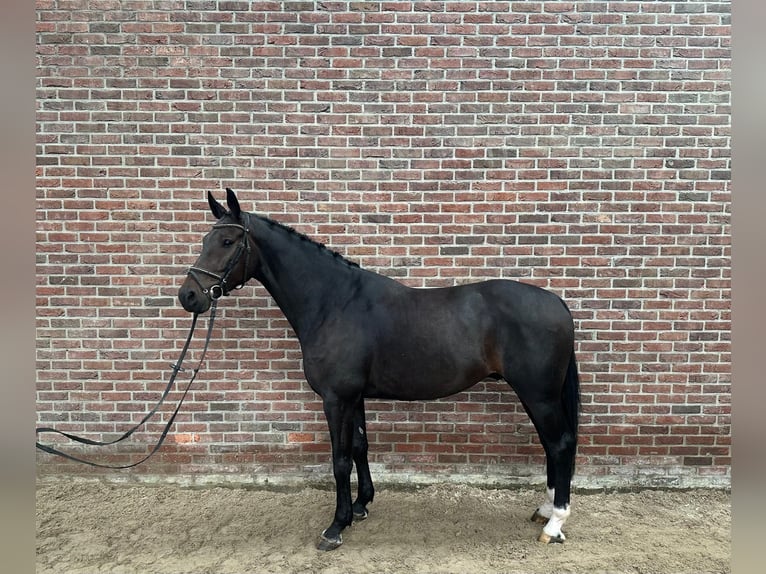 Koń oldenburski Wałach 7 lat 168 cm Skarogniada in Kaulille