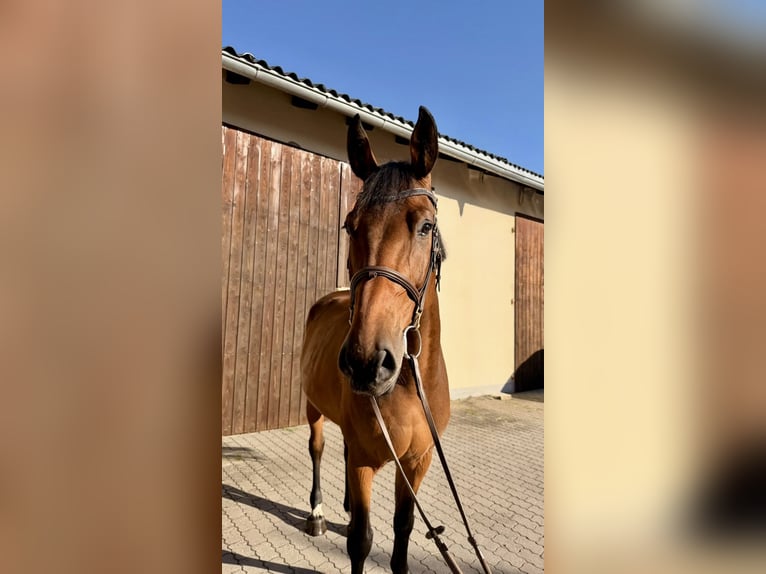 Koń oldenburski Wałach 7 lat 169 cm Gniada in Schwanstetten
