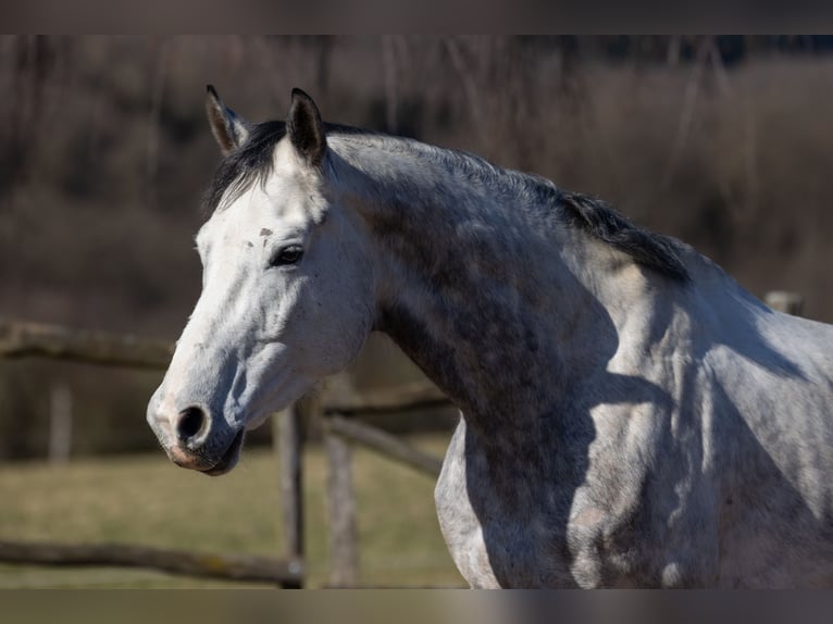 Koń oldenburski Wałach 7 lat 169 cm Siwa jabłkowita in Geisenheim