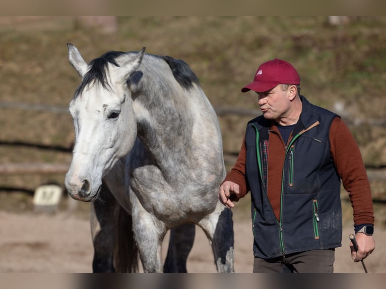 Koń oldenburski Wałach 7 lat 169 cm Siwa jabłkowita in Geisenheim