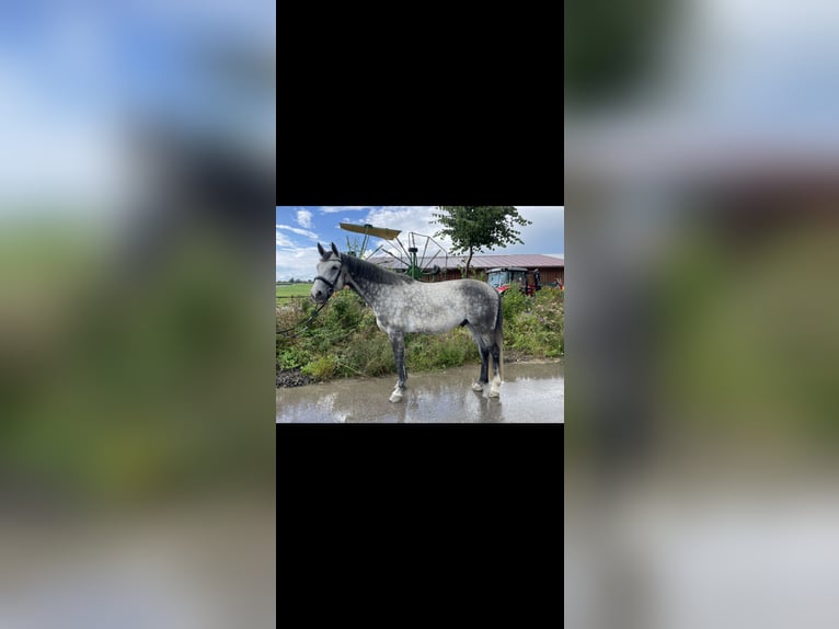 Koń oldenburski Wałach 7 lat 170 cm Siwa jabłkowita in Wilhelmsdorf