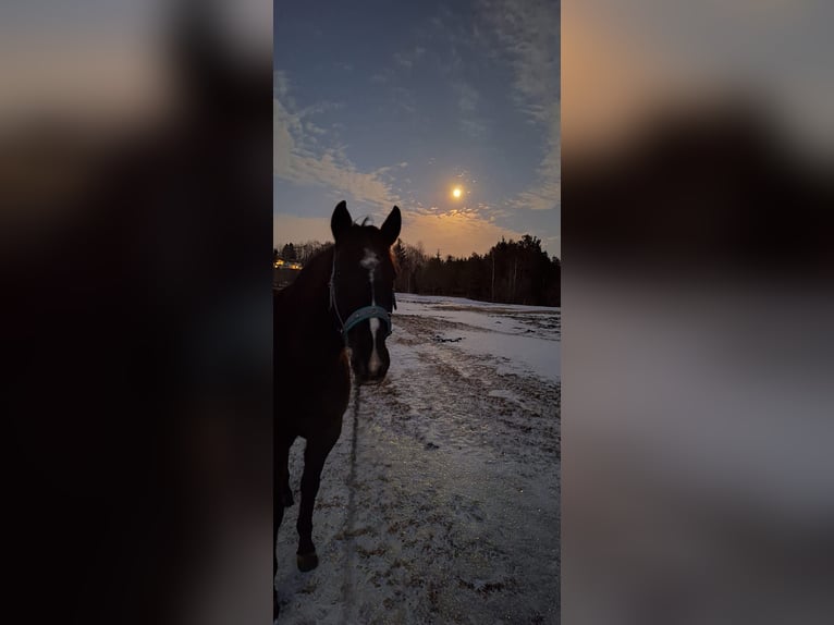 Koń oldenburski Mix Wałach 7 lat 170 cm Skarogniada in Koppl