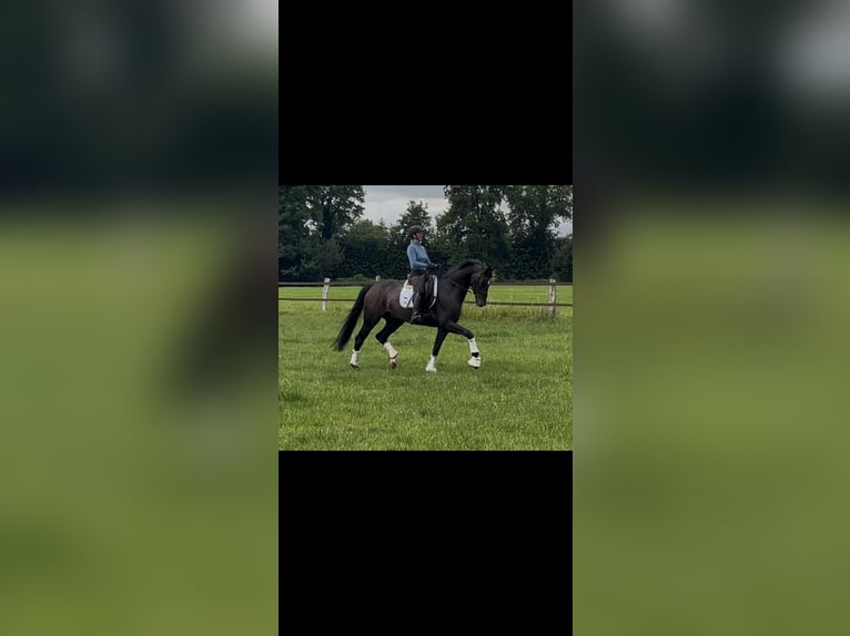 Koń oldenburski Wałach 7 lat 171 cm Gniada in Ibbenb&#xFC;ren
