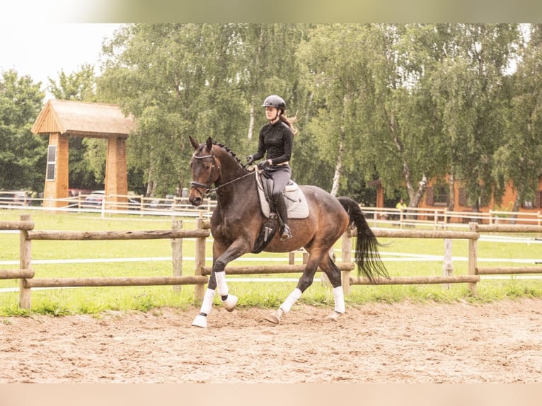 Koń oldenburski Wałach 7 lat 171 cm Gniada in Dahme