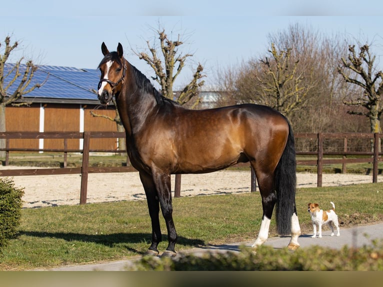 Koń oldenburski Wałach 7 lat 172 cm Ciemnogniada in Bad Homburg vor der Höhe