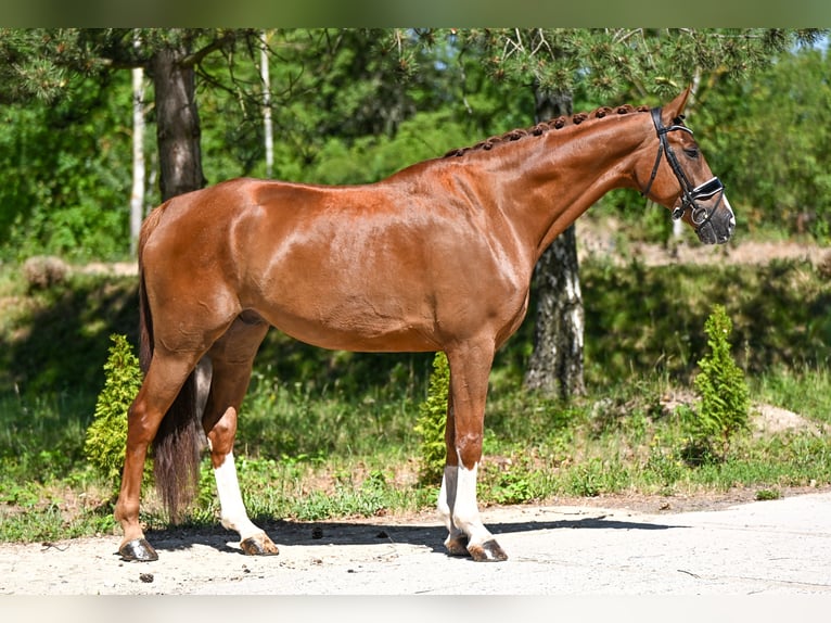 Koń oldenburski Wałach 7 lat 172 cm Ciemnokasztanowata in Přelíc