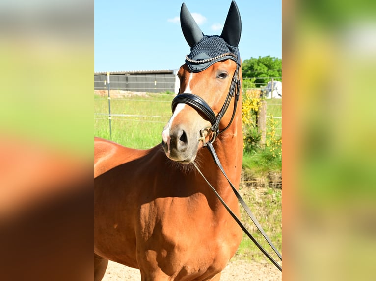 Koń oldenburski Wałach 7 lat 172 cm Kasztanowata in Waldbröl
