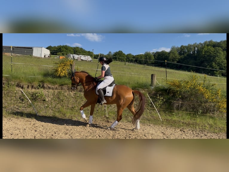 Koń oldenburski Wałach 7 lat 172 cm Kasztanowata in Waldbröl