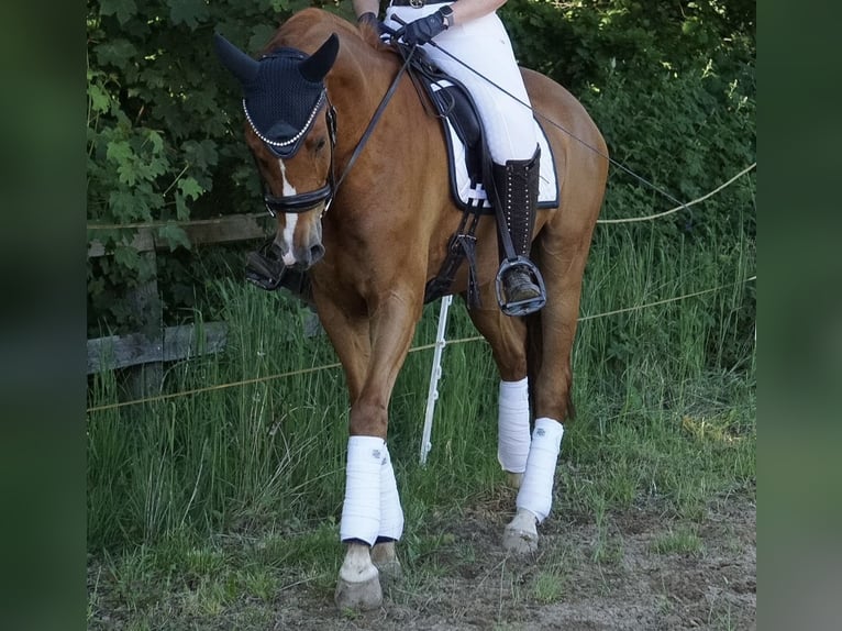 Koń oldenburski Wałach 7 lat 172 cm Kasztanowata in Waldbröl