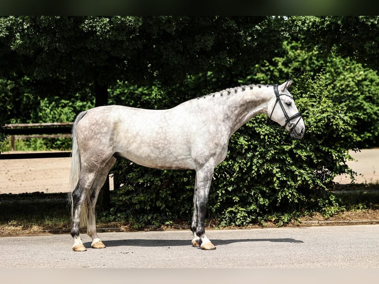 Koń oldenburski Wałach 7 lat 172 cm Siwa in Unterneukirchen