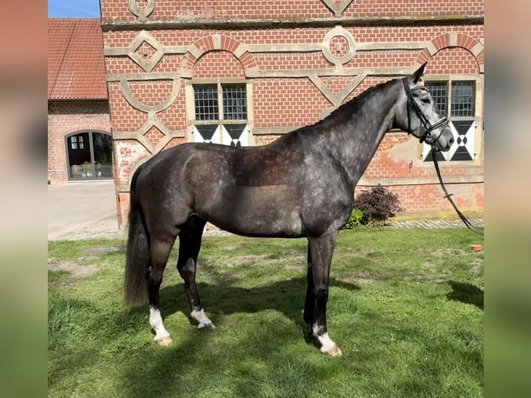 Koń oldenburski Wałach 7 lat 172 cm Siwa in Oelde