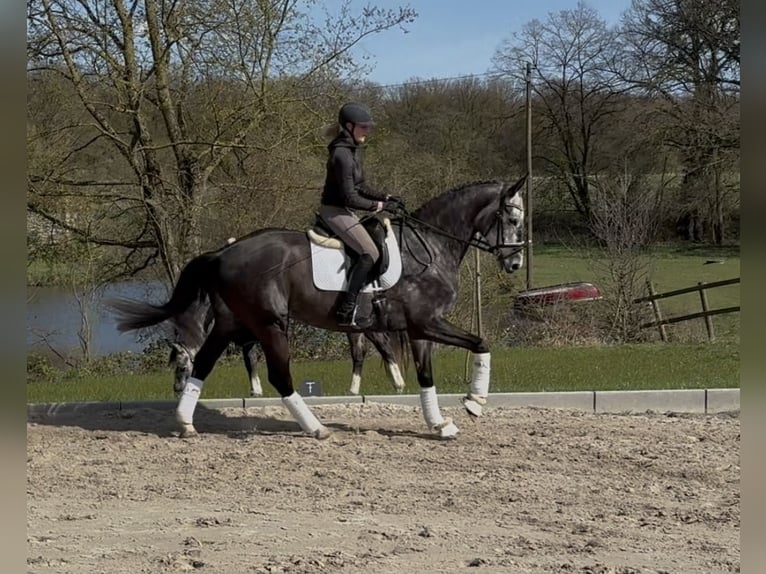 Koń oldenburski Wałach 7 lat 172 cm Siwa in Oelde