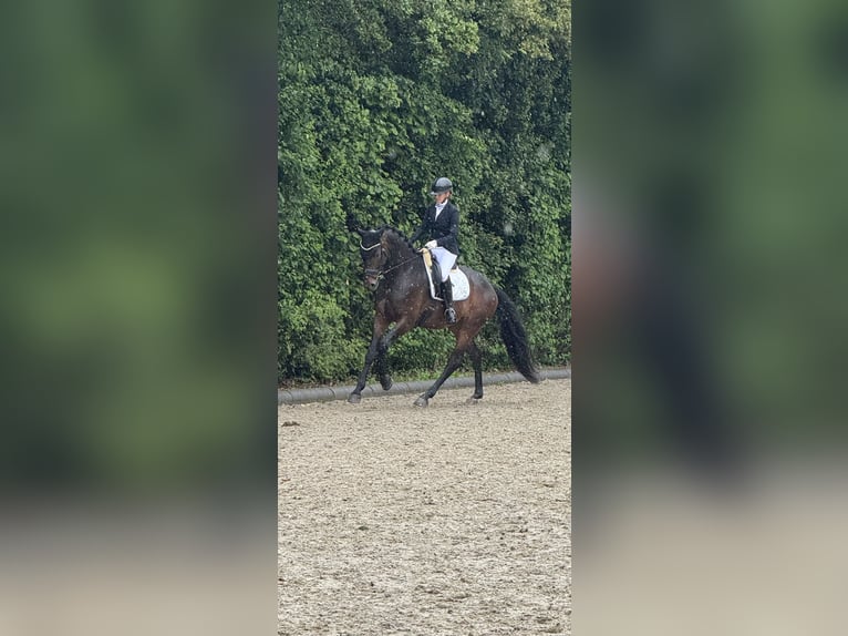 Koń oldenburski Wałach 7 lat 173 cm Ciemnogniada in Bodenkirchen