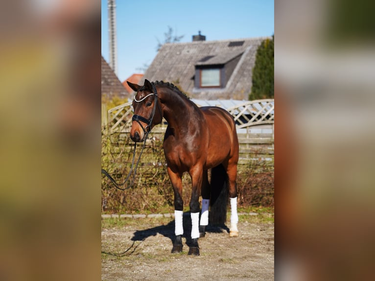 Koń oldenburski Wałach 7 lat 174 cm Gniada in Hohenfelde