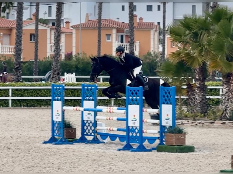 Koń oldenburski Wałach 7 lat 175 cm Ciemnogniada in Xabia/Javea