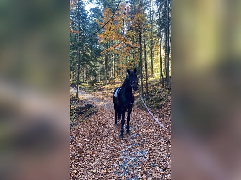 Koń oldenburski Wałach 7 lat 175 cm Ciemnogniada in Wisła