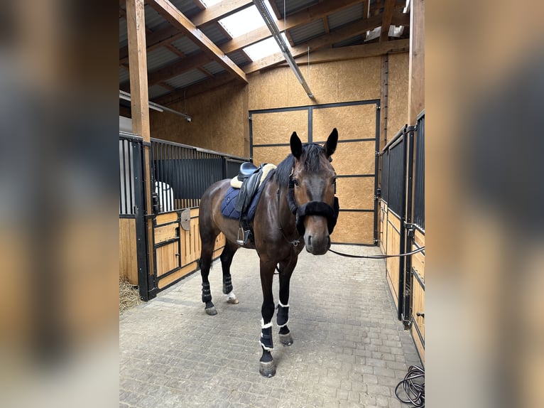 Koń oldenburski Wałach 7 lat 175 cm Ciemnogniada in Wisła