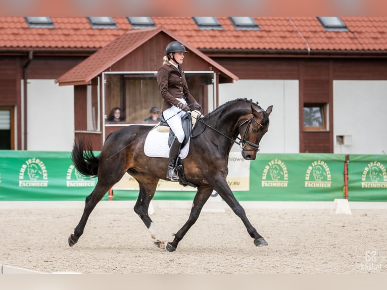 Koń oldenburski Wałach 7 lat 175 cm Ciemnogniada in Wisła