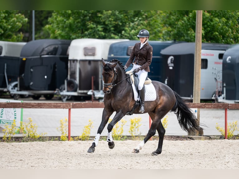 Koń oldenburski Wałach 7 lat 175 cm Ciemnogniada in Wisła