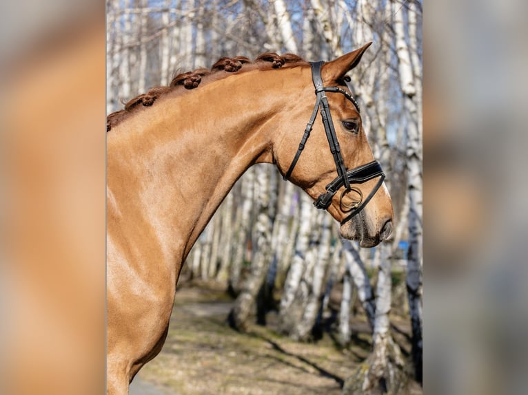 Koń oldenburski Wałach 7 lat 178 cm Ciemnokasztanowata in Warszawa