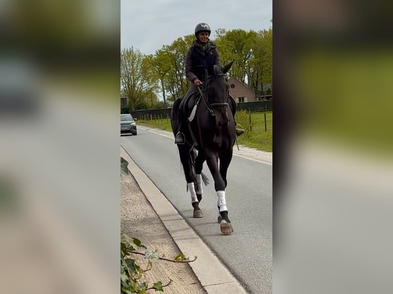 Koń oldenburski Wałach 7 lat 180 cm Ciemnogniada in Bornem