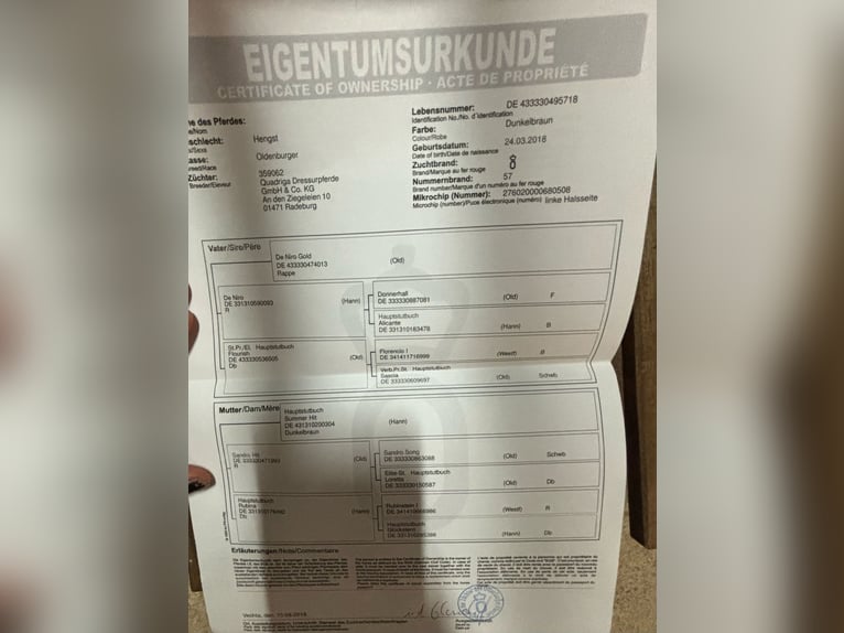 Koń oldenburski Wałach 7 lat 180 cm Ciemnogniada in Bornem