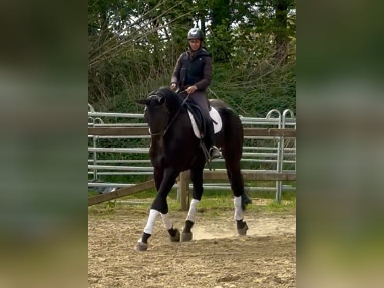Koń oldenburski Wałach 7 lat 180 cm Ciemnogniada in Bornem