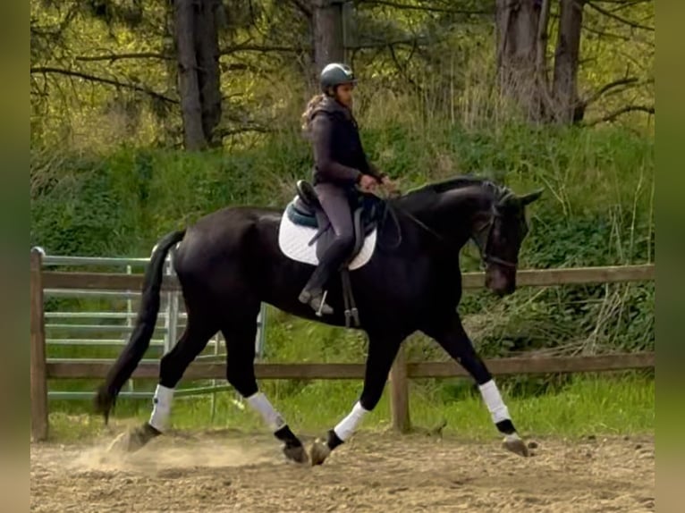 Koń oldenburski Wałach 7 lat 180 cm Ciemnogniada in Bornem