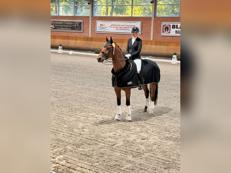 Koń oldenburski Wałach 7 lat 184 cm Gniada in Neuss