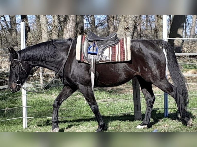 Koń oldenburski Wałach 8 lat 162 cm Ciemnogniada in Neustadt am Rübenbergeneustadt