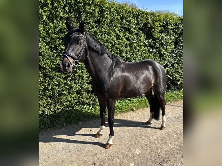 Koń oldenburski Wałach 8 lat 166 cm Gniada in Aachen