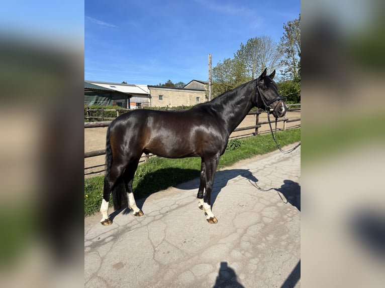 Koń oldenburski Wałach 8 lat 166 cm Gniada in Aachen