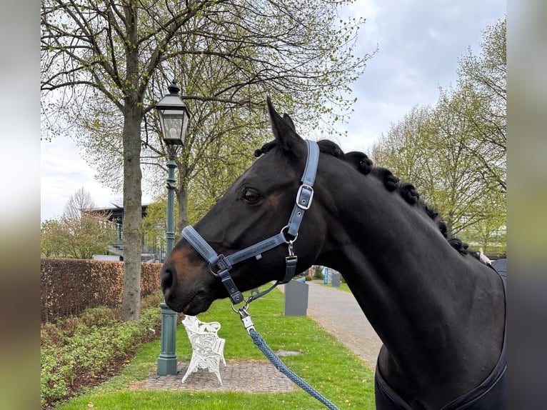 Koń oldenburski Wałach 8 lat 166 cm Gniada in Aachen