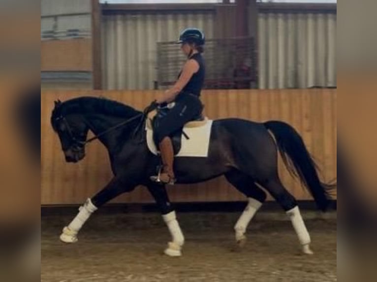 Koń oldenburski Wałach 8 lat 166 cm Gniada in Aachen
