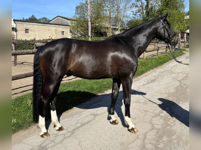 Koń oldenburski Wałach 8 lat 166 cm Gniada in Aachen